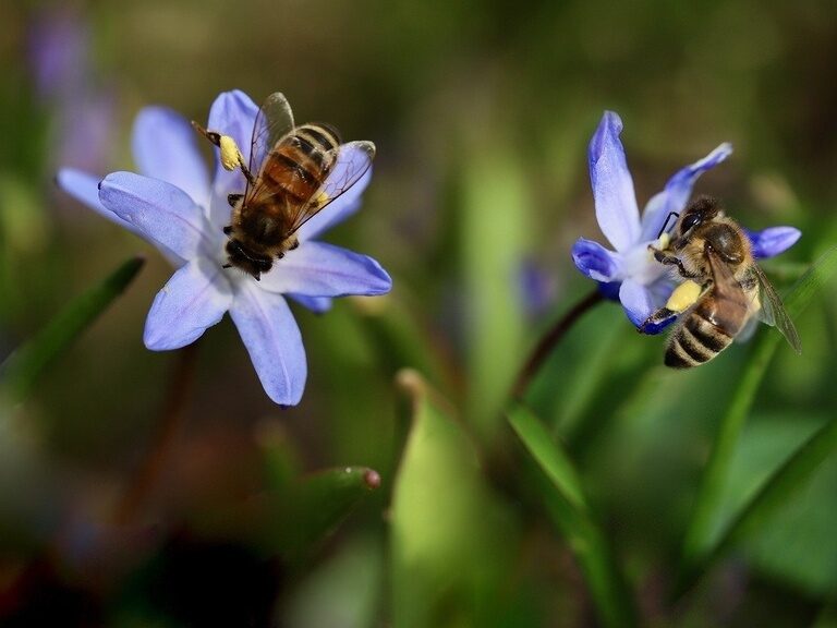 Nahaufnahme von zwei bestäubenden Honigbienen auf einer blauen Blume im Bienenhaus vom Hotel der Birkenhof in der Oberpfalz.