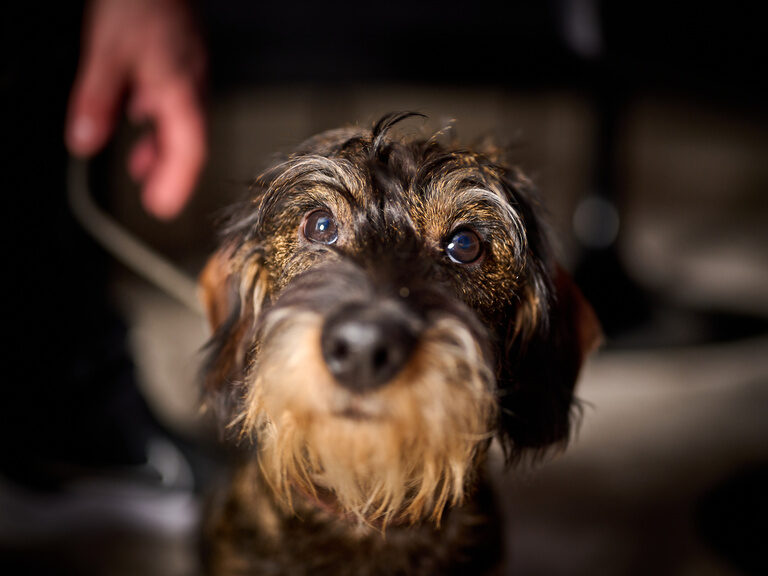 Die funkelnden Augen eines braunen und schwarzen Hundes blicken direkt zur Kamera.