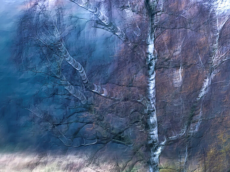 Ein einzelner Birkenbaum in herbstlicher Landschaft für die Kunstausstellung im Hotel der Birkenhof, fotografiert und bearbeitet von Betty Schmid.